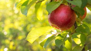 Obstbaum